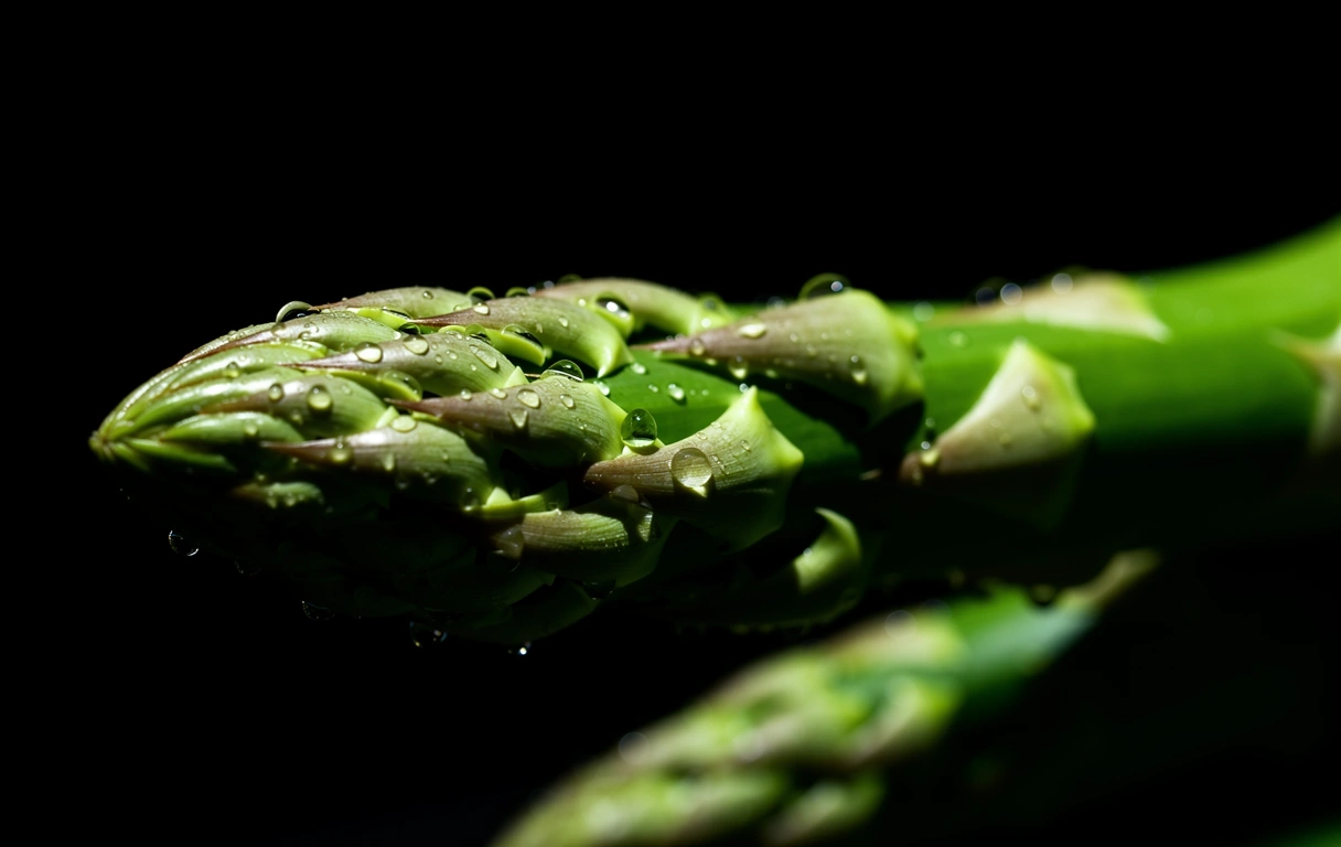 Spargel